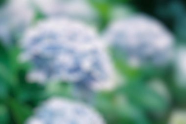 Mavi çiçeklerin bulanık arkaplanı, bahar çiçekleri