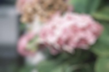 soyut bulanık çiçekler, doğa arka planı