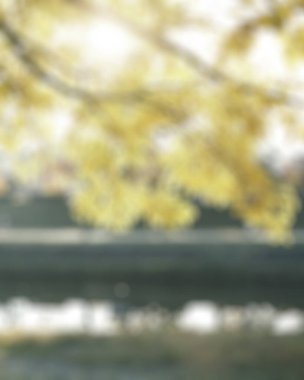 Sonbahar ormanlarındaki ağaçların bulanık arkaplanı, bulanık arkaplan