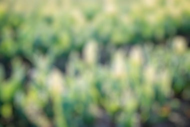 soyut bulanık yeşil alan