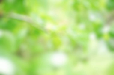 Yeşil Doğa arka plan bulanıklık