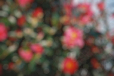 Bir duvarın arka planında çiçeklerin bulanıklığı.