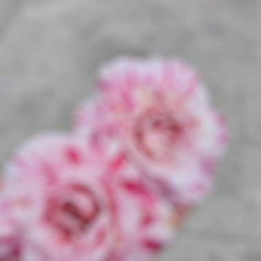 kırmızı çiçek yaprakları, flora