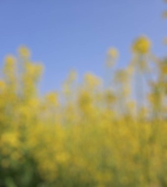 Sarı çiçeklerle bulanık arkaplan