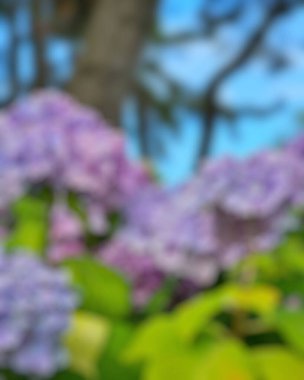 Bahçedeki güzel çiçekler