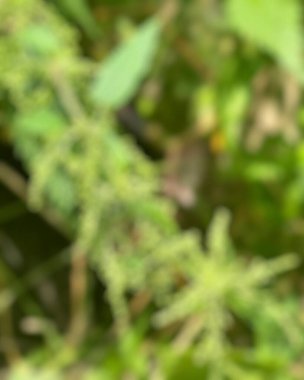 Ormanda yeşil yapraklar, yaz konsepti