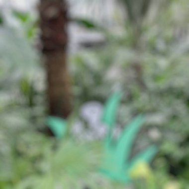 Yeşil Doğa arka plan bulanıklık