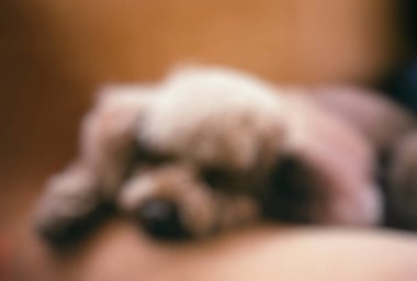 Evcil köpeğin bulanık arka planı,