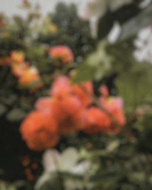 Bahçedeki renkli çiçeklerin bulanık arkaplanı