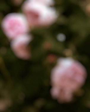 Bahçedeki bulanık çiçek