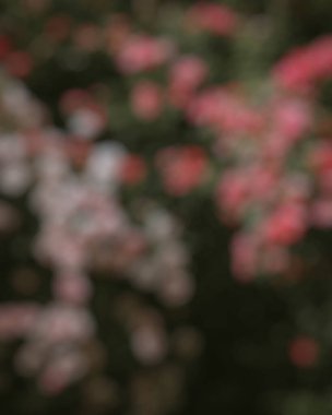 Arka plan bulanık. Bahçedeki güzel çiçekler. metin için arkaplan.