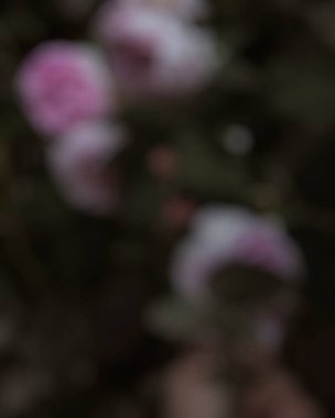 Çiçeklerin soyut arkaplanı