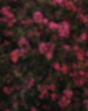 Bahçedeki güzel çiçekler