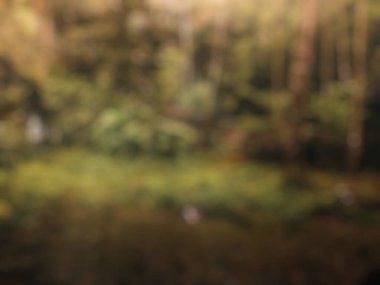 Orman geçmişi. tema soyut resimleme bulanık arkaplan. bokeh arkaplanı.