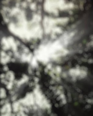 Ağaçlar ve yapraklarla kaplı ormanın bulanık arka planı