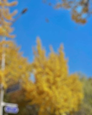 Ağaçtaki sonbahar yaprakları bulanık.