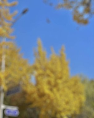 Sonbahar yaprakları, sonbahar bitkileri