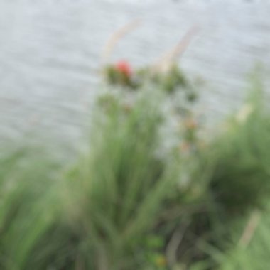 Bulanık arkaplanı olan bulanık çimen