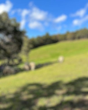 Bulanık arkaplan, yeşil çimen, bulanık arkaplan