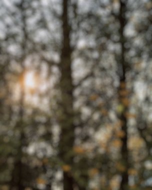 Sonbahar yapraklarının odaklanmış soyut arkaplanı