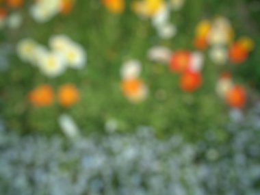 bulanık arkaplan ile odaklanmış çiçek arkaplanı