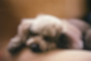 Yavru köpeğin bulanık görüntüsü.
