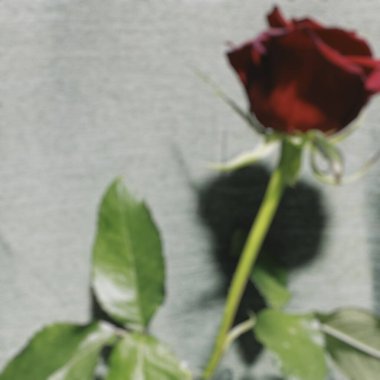 Beyaz arkaplanda kırmızı gül