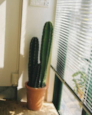 Güzel botanik fotoğrafı, doğal duvar kağıdı.