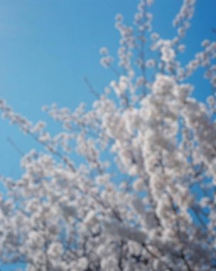 Ağaçtaki güzel bahar çiçekleri