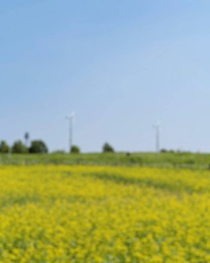 Yeşil ve kolza tohumu tarlası