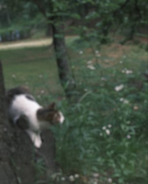 Bahçede genç bir kedi