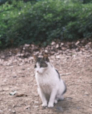 Sokaktaki bulanık kedi