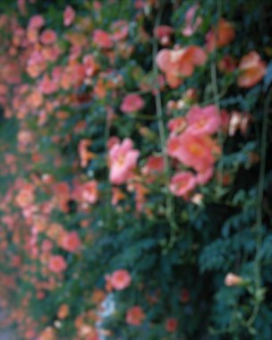 Güzel botanik fotoğrafı, doğal duvar kağıdı.