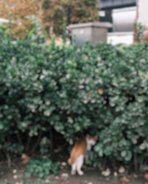 Kedi parkta oturuyor.