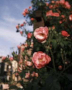 Güzel botanik fotoğrafı, doğal duvar kağıdı.