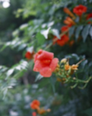 Güzel botanik fotoğrafı, doğal duvar kağıdı.