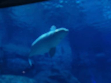 Akvaryumda köpekbalığı