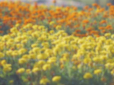 Çiçeklerin bulanık arkaplanı