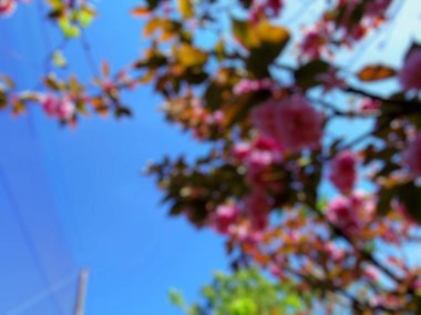 Güzel botanik fotoğrafı, doğal duvar kağıdı.