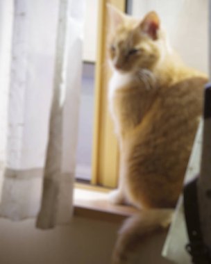 Kedi pencere eşiğinde oturuyor.