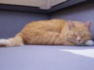 kedi yatakta uyuyor.