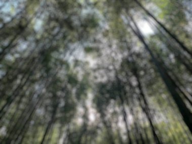Bulanık arka plan, orman, bitki örtüsü ve doğa