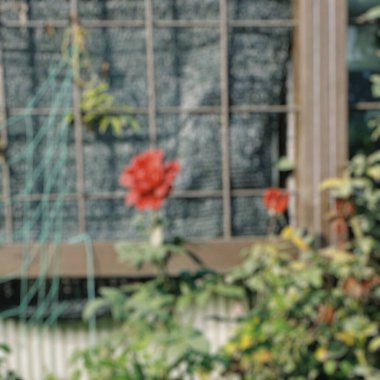 Çiçekli güzel bir bahçenin bulanık arka planı.