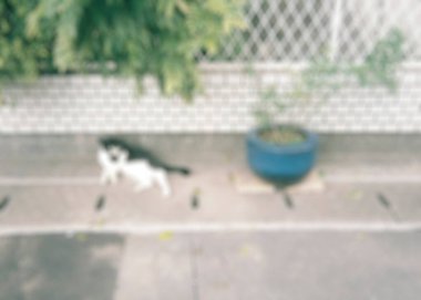 Kedi sokakta oturuyor.