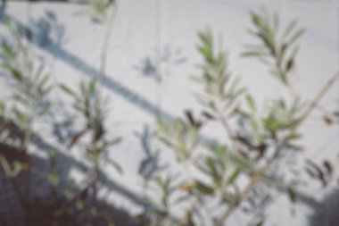 Güzel botanik fotoğrafı, doğal duvar kağıdı.