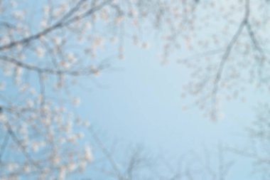 arka plan mavi çiçek