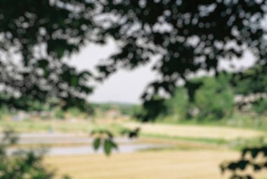 Parkta doğanın bulanıklığı