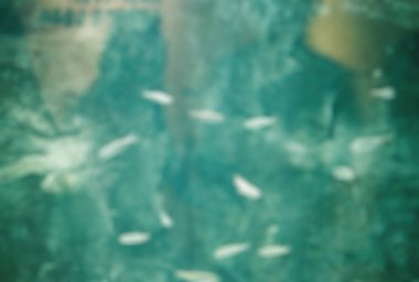 Akvaryumdaki deniz balıklarının sualtı görüntüsü