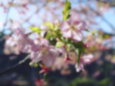 Bahçedeki güzel pembe çiçekler