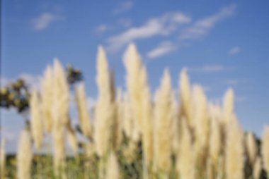 Buğday tarlasını kapatın.